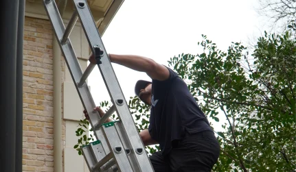 Cobweb & Spider Removal