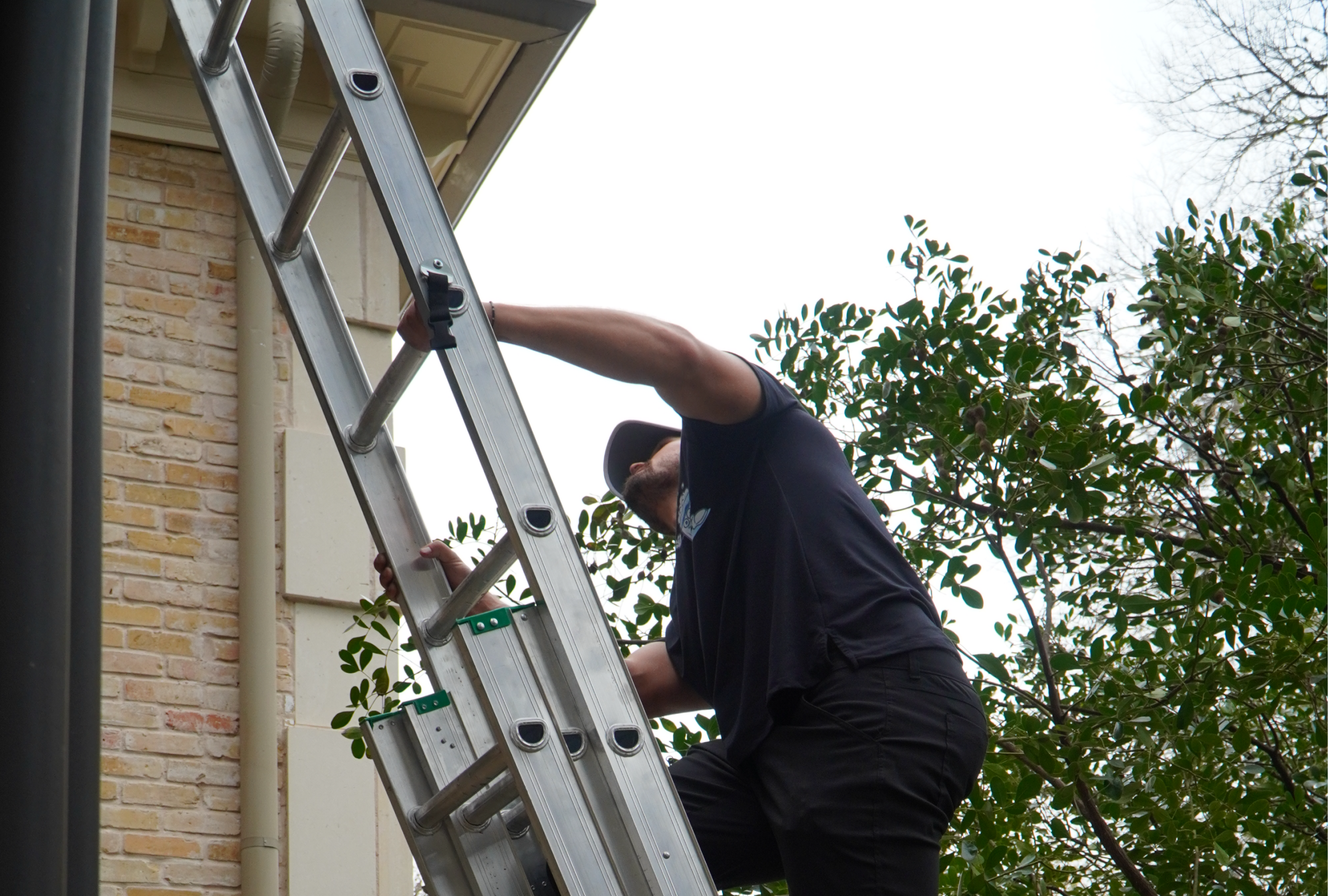 Cobweb & Spider Removal